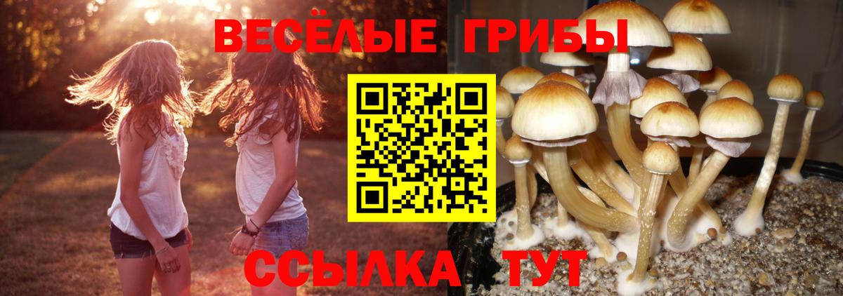Псилоцибиновые грибы GOLDEN TEACHER Орехово-Зуево